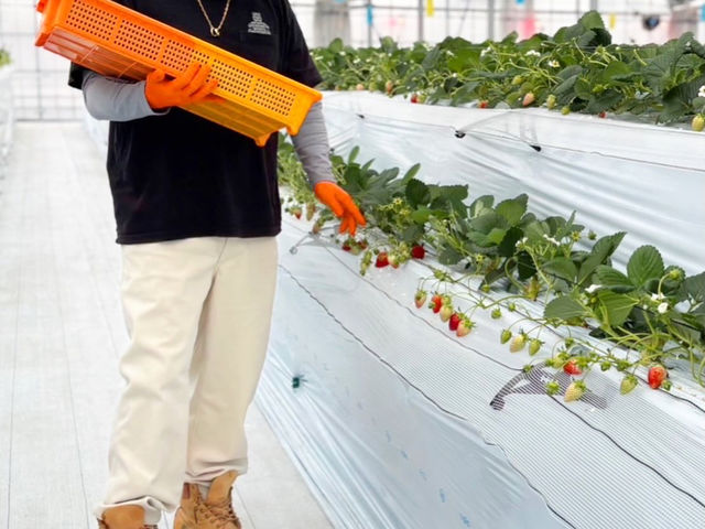 �L�X�ʘH�ŃJ�[�g�������Ă��X�C�X�C��_�}�n���t���[�c�t�@�[��