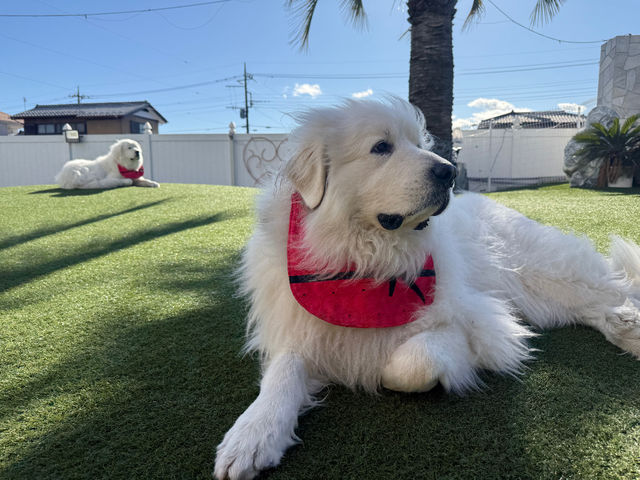 �֘A�{�݁y�_�C�j���O�L�b�`���}�n���z
���H���E�h�b�O�����E���������v���[�g��
�i�����\��̓_�C�j���O�L�b�`���}�n���֒��ڂ��A�����������j_�}�n���t���[�c�t�@�[��