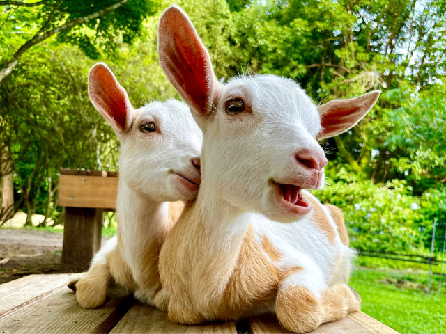 �ӂꂠ���q�ꃄ�M�[�Y�����h�̎ʐ^1