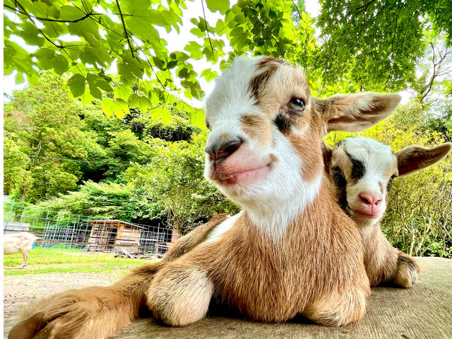 �ӂꂠ���q�ꃄ�M�[�Y�����h