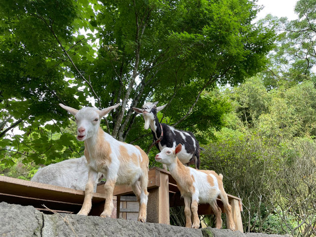 �ӂꂠ���q�ꃄ�M�[�Y�����h