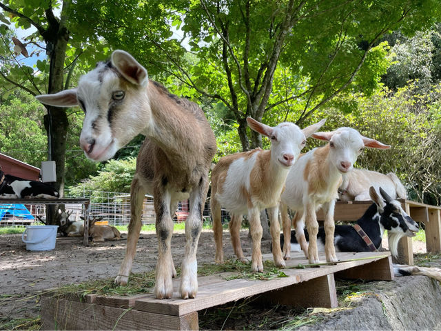 �ӂꂠ���q�ꃄ�M�[�Y�����h