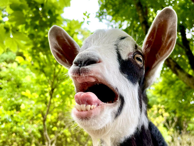 �ӂꂠ���q�ꃄ�M�[�Y�����h