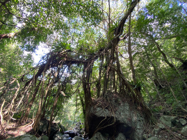 �n�[�h�R�[�X�̑�o��́A��i�̑�p�m���}�B
20���[�g�����䂤�ɒ�����K�W���}��_�l�C�`���[�K�C�h����