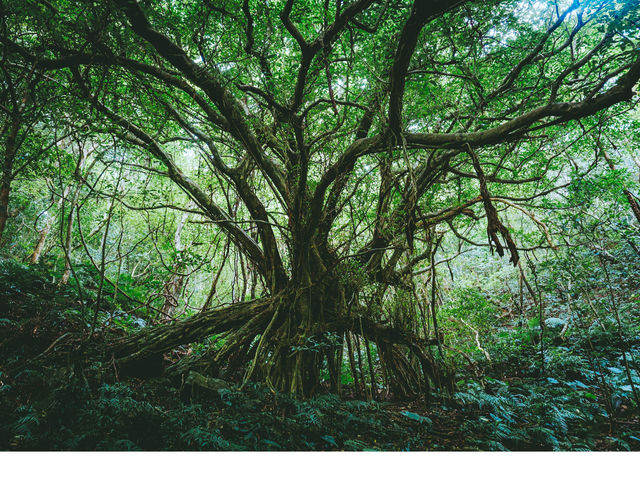 1���g���b�L���O�c�A�[�ł́A����ۂނ悤�Ȑ_��̐�i�����ē��B
���b���O�h���V���̐��E�����v�킹��悤�ȋ��؂ł��I_�l�C�`���[�K�C�h����