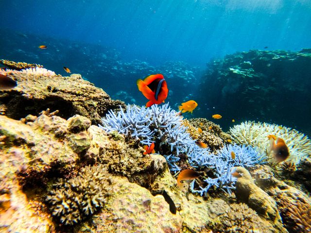 �}�[���{�Ó�