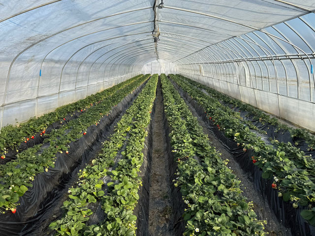 ���������̃n�E�X����_�ɂ������킭�킭��