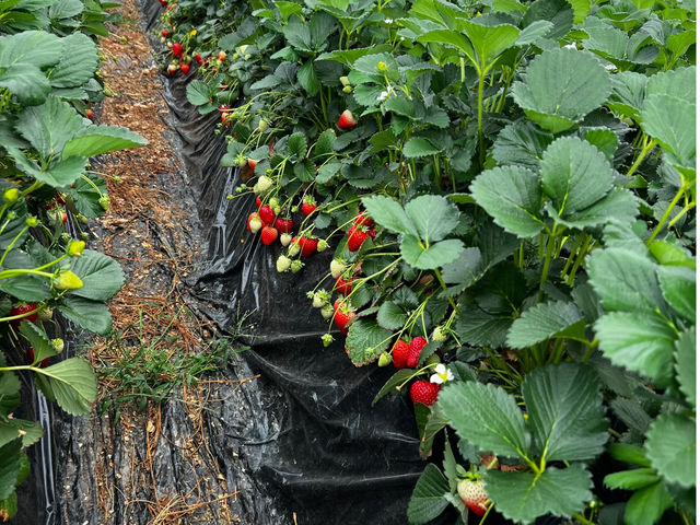 ���������̃n�E�X����_�ɂ������킭�킭��