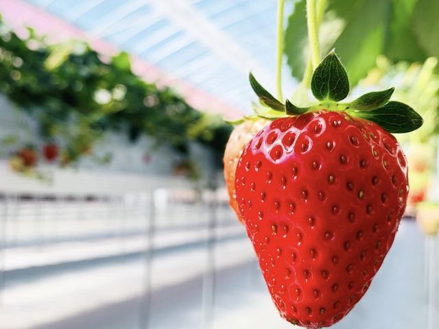 ���Â�䕉�