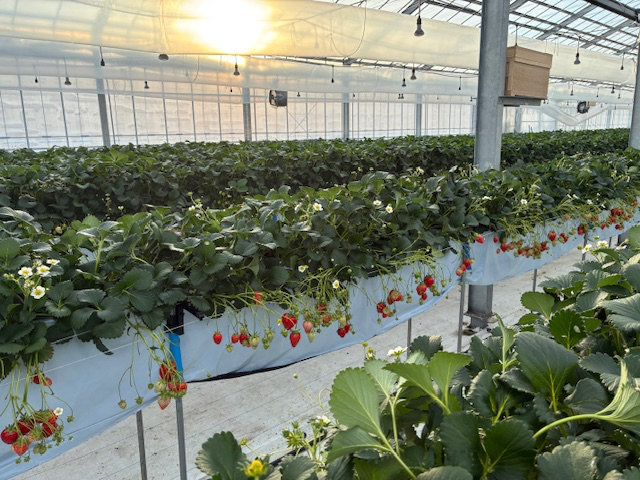 RedJewelFarm�̎ʐ^1