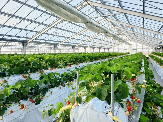 �N�C�[���K�[�f�� �v����/�t���g���G�̎ʐ^1