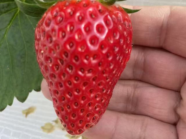 �X�̂�����