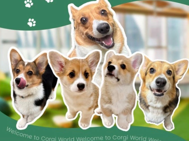 �R�[�M�[���[���h�̎ʐ^1