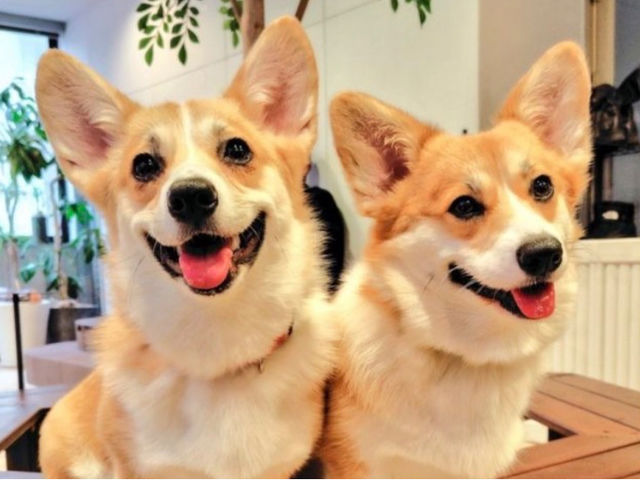 �R�[�M�[���[���h