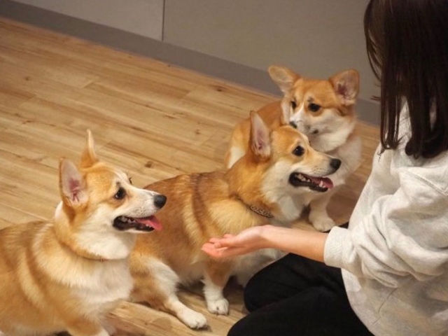 �R�[�M�[���[���h