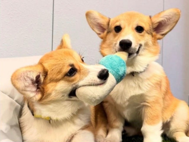 �R�[�M�[���[���h