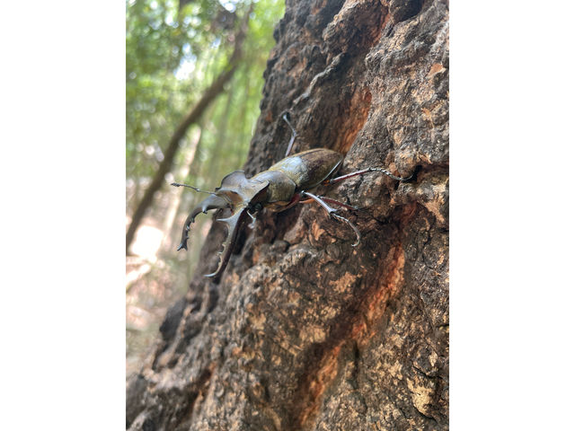 �J�u�g���V�A�N���K�^�ƃ`�����X������Ώo��܂�_�|�эL��