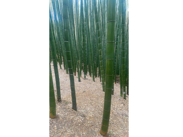 �J�̓��̒|�т�
���z�I�ł�_�|�эL��