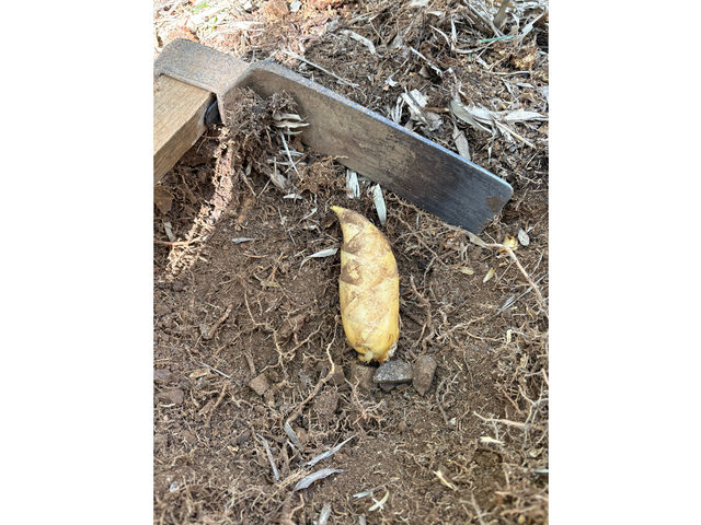 �Q�����΂̒����x��̒|�̎q�ł��B�{�Ԃ͂R�����{����5�����΂ł��B���҂����Ă܂�_�|�эL��