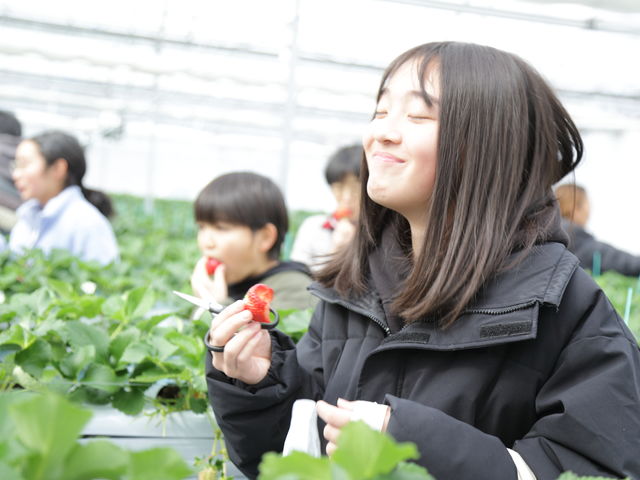 ���������C�`�S��_�ɂ����g�g�x���[�t�@�[��