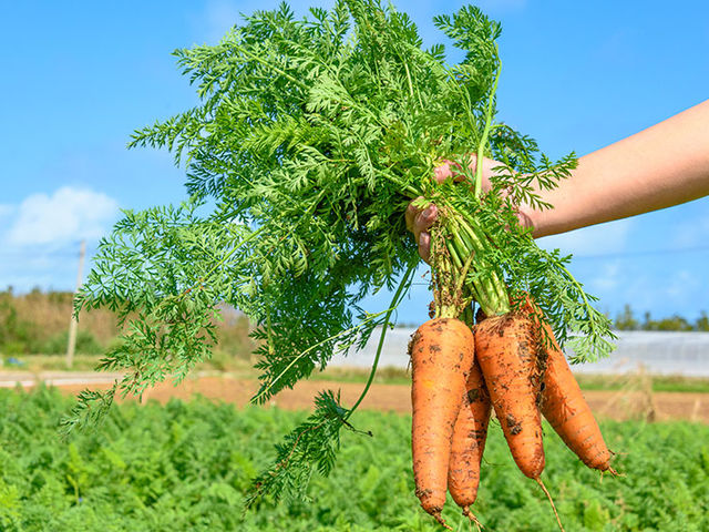 �Ì����t�@�[���̎ʐ^1