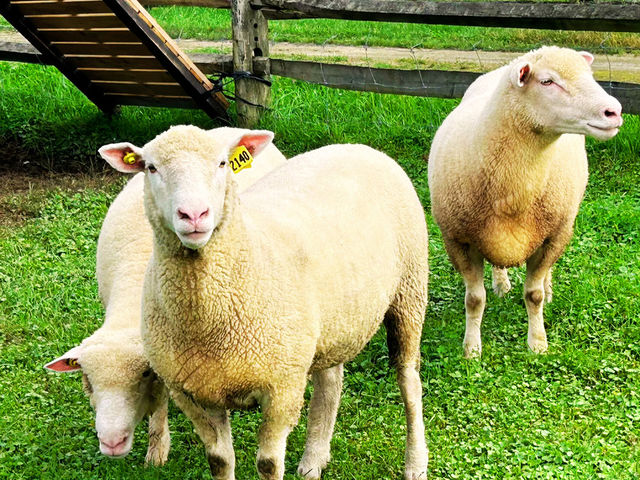 ������񑺂̎ʐ^1