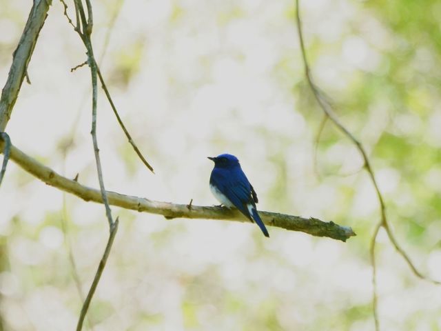 �͂�Ȏ��R�N���u�̎ʐ^1