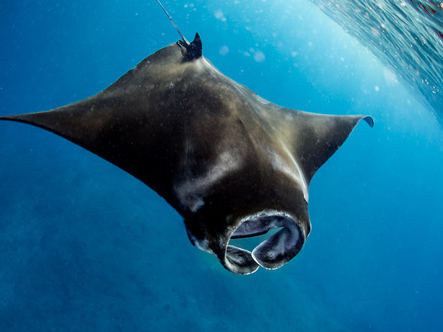 ULUDIVE