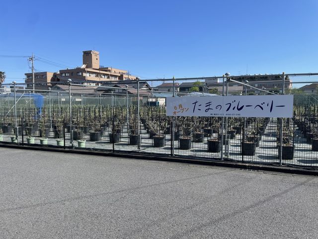 ���܂̃u���[�x���[�̎ʐ^1