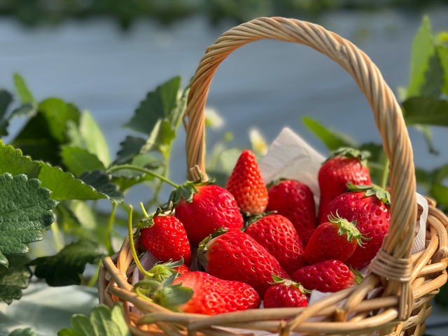 BerryBeanFARM