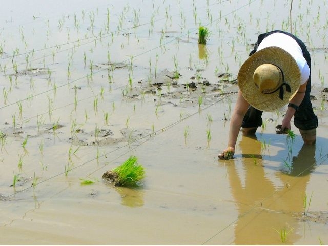����I�ȓc�A���@�����łȂ��A�̂Ȃ���̎�A���̌����ł��܂��I_�� Rice Farm
