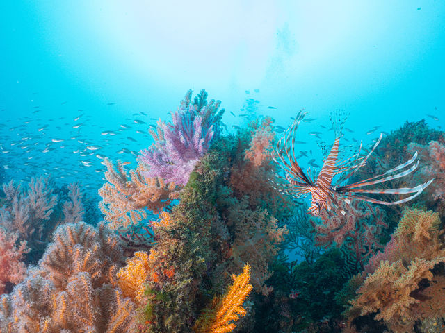 �\�t�g�R�[����_�M�C�_�C�r���O�̌����V���m�[�P�� All Marine Atami