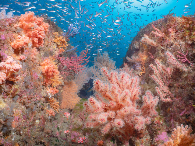 �\�t�g�R�[����_�M�C�_�C�r���O�̌����V���m�[�P�� All Marine Atami