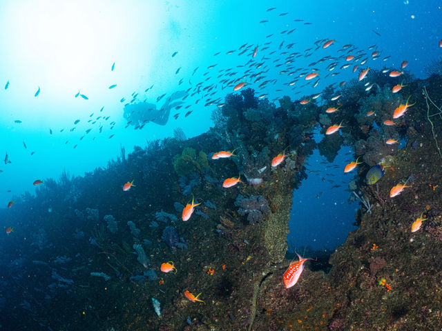 ���z���������ސ�i_�M�C�_�C�r���O�̌����V���m�[�P�� All Marine Atami
