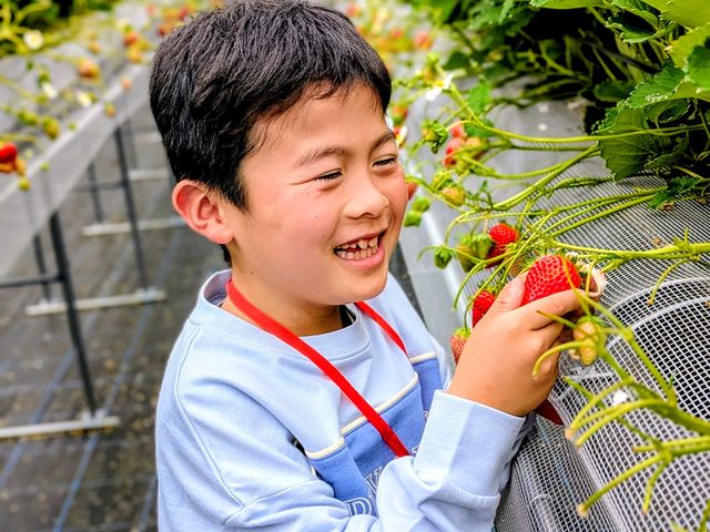 THEFARM_strawberry�x�W�t���t�@�[���������_��