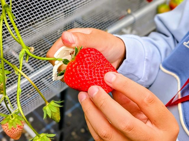 THEFARM_strawberry�x�W�t���t�@�[���������_��