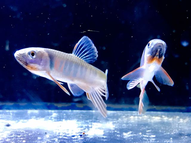 �����݂�����s������