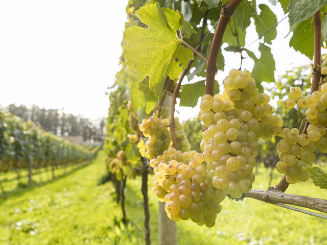 NIKI Hills Winery�̎ʐ^1