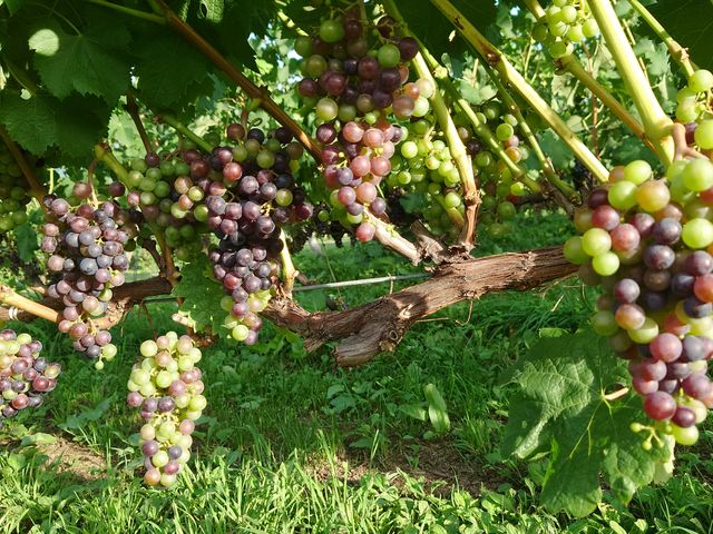 �F�t���n�߂����u�h�E�I�}�[�u���J���[�łƂ��Ă����킢����_NIKI Hills Winery