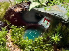 mintmoss̎ʐ^1