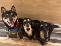 いぬカフェRio 秋葉原店の写真1