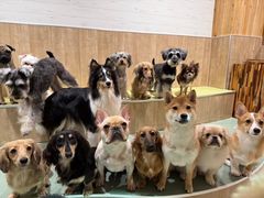 いぬカフェRio 常滑店の写真1