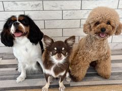 ʃJtFRio h|ʂX̎ʐ^1