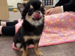 いぬカフェRio 吉祥寺店の写真1