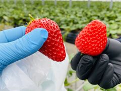 �I�A�V�X�t�@�[�����ԓ�{�؂̎ʐ^1