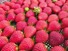 ��t�}�[�N�_���̎ʐ^1