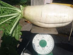 ���[�t�@�[��������Ђ̎ʐ^1