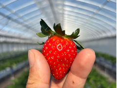 Merry Berry Farm�̎ʐ^1