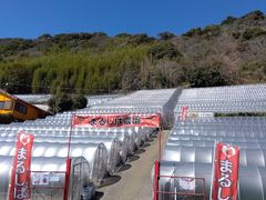 �܂邵�Δ_���̎ʐ^1