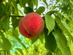 �A�O���[���p�[�N ���낳�Ɠ��̋u�̎ʐ^1